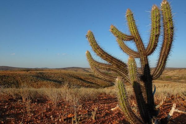 Caatinga O único Bioma Exclusivo Do Brasil Cbhsf 9871